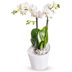 A graceful exotic orchid... this white Phalaenopsis plant in a trendy Koziol container, makes a delightful and stylish gift!