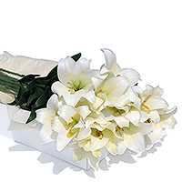 Long stemmed white lilies with a lovely scent, elegant and refined, whether theyre opened or unfurled.
Discover our flower boxes, filled with a big bunch of these fresh flowers.