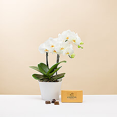 Send this orchid & chocolate gift for a birthday, congratulations, or thank you gift, or for any romantic occasion.