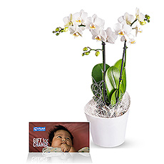 A graceful exotic orchid... this white Phalaenopsis plant in a trendy Koziol container makes a delightful and stylish gift