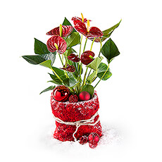 This red anthurium with joyful Christmas decoration brings a touch of Christmas into your home.