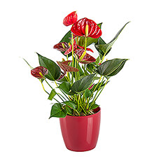 Red Anthurium in Flower Pot