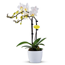 Miniature Orchid Plant (Phalaenopsis)