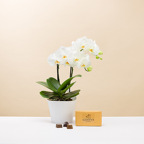 Orchids & Chocolates - Delivery in