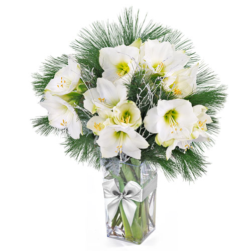 FLOWERS 2016 : Xmas White Amaryllis