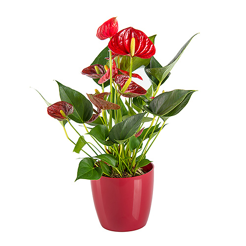Red Anthurium in Flower Pot - Delivery in Germany by GiftsForEurope