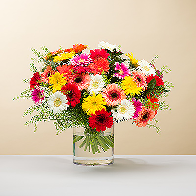 Put a smile on someone's face with a delightful large sized bouquet of fresh Gerbera daisies in bright sorbet colors!