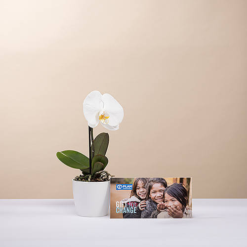 Orchidee & PLAN Geschenkkarte