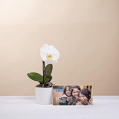 Machen Sie jemandem eine Freude mit einer schönen lebenden Mini Phalaenopsis Orchidee, die mit einer wohltätigen Spende verbunden ist.