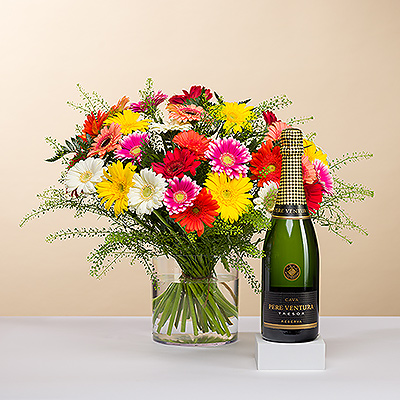 Ponga una sonrisa en la cara de alguien con un encantador ramo mediano de frescas Gerberas de vivos colores. Las flores van acompañadas de una festiva botella de cava Pere Venture, el refrescante vino espumoso emblemático de España.