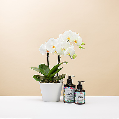 Gâtez quelqu'un avec une mini orchidée Phalaenopsis dans un pot Koziol et un ensemble de savon et de lotion pour les mains.