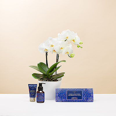 Send Christmas cheer with a charming combination of a miniature live potted Phalaenopsis orchid in a Koziol pot with a fun Christmas gift box by The Gift Label.