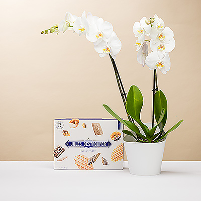 Offrez à quelqu'un une magnifique orchidée avec une délicieuse collection des meilleurs biscuits Jules Destrooper. Une excellente idée pour un cadeau d'entreprise, un cadeau d'anniversaire ou un remontant.
