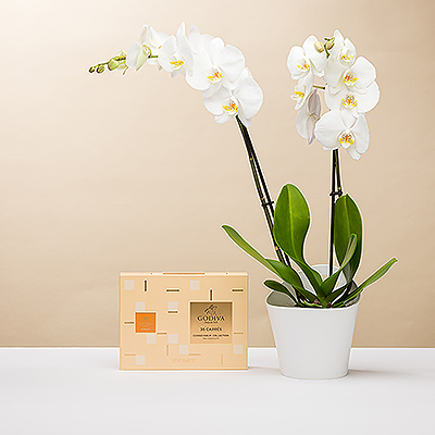 Überraschen Sie Ihren Lieblingsschokoladenliebhaber mit einer strahlend weißen Orchidee, gepaart mit den cremigen Milchschokoladen Carrés von Godiva. Dieses Geschenk eignet sich perfekt als Firmengeschenk, für Geburtstage oder als Dankeschön.
