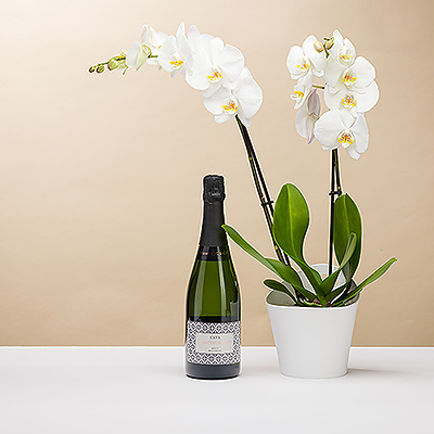 Überraschen Sie jemanden mit der perfekten Kombination aus prickelndem spanischen Cava und einer eleganten weißen Orchidee.