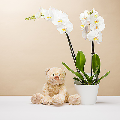 Presenting the sweetest gift for a mom & new baby or her birthday or a romantic occasion: a live orchid with a soft, cuddly teddy bear.