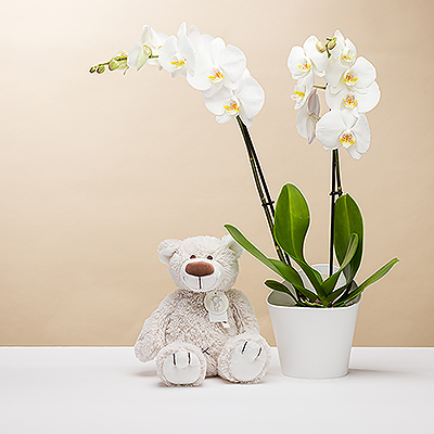 Presenting the sweetest gift for a mom & new baby or her birthday or a romantic occasion: a live orchid with a soft, cuddly teddy bear.