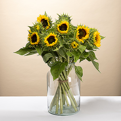 Bring pure sunshine indoors with this radiant bouquet of sunflowers. Each flower is a symbol of warmth, happiness, and summer. This bouquet is the perfect gift to thank someone, cheer them up, or wish them a sunny birthday. Order now and bring a dose of pure, natural energy to any room.