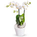 Phalaenopsis Orchid [01]