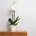 Orchids for Change [05]