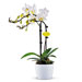 Luxury Flower Beauty Gift Set [03]