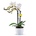 Cinq Mondes Gift with Orchid [03]