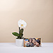 Orchidee & PLAN Geschenkkarte [01]