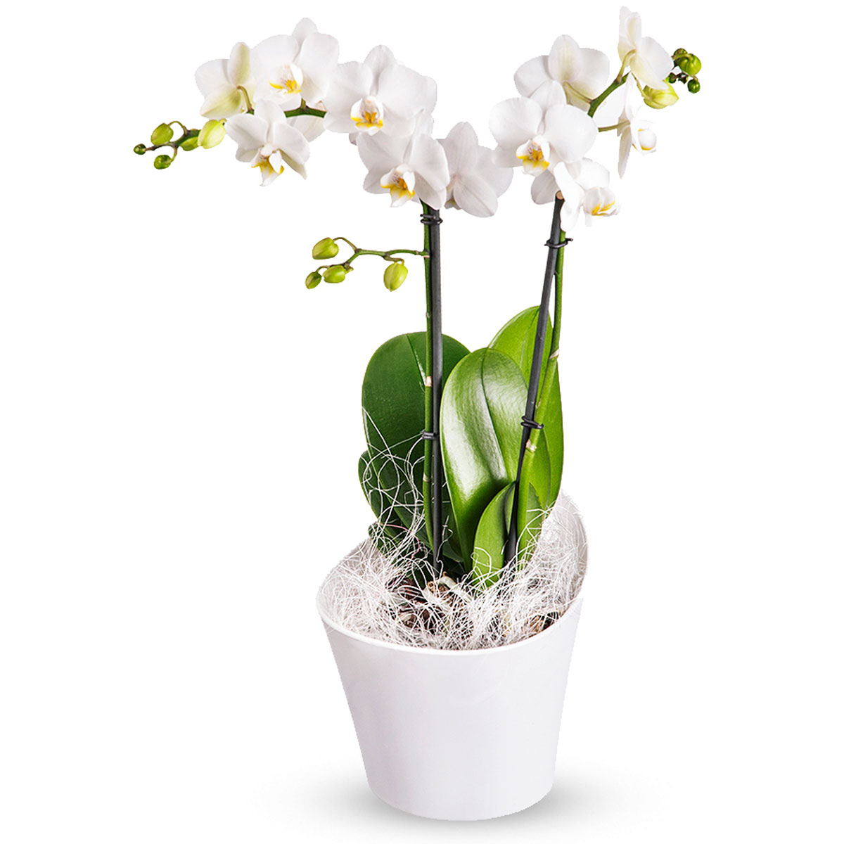 Phalaenopsis Orchid - Delivery in Belgium by GiftsForEurope