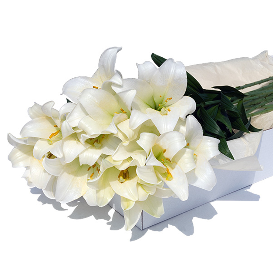 Flower Box White Lilies 12 pcs Delivery in Germany by GiftsForEurope