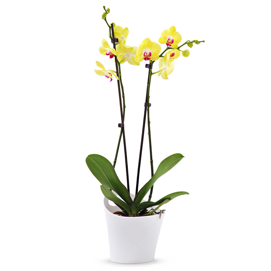 phalaenopsis orchid limelight yellow delivery in netherlands by