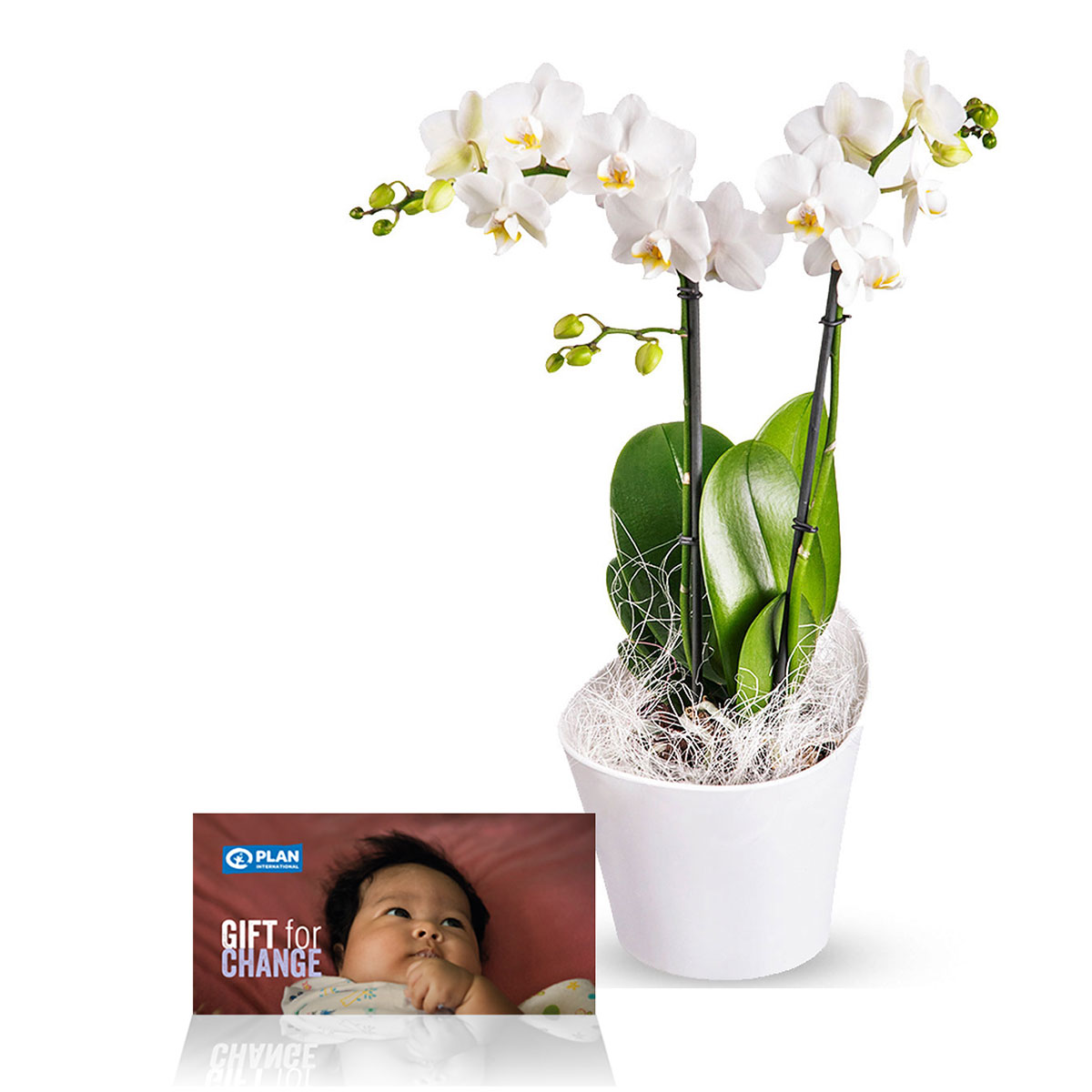 Orhideetaimede kingituste hooldus