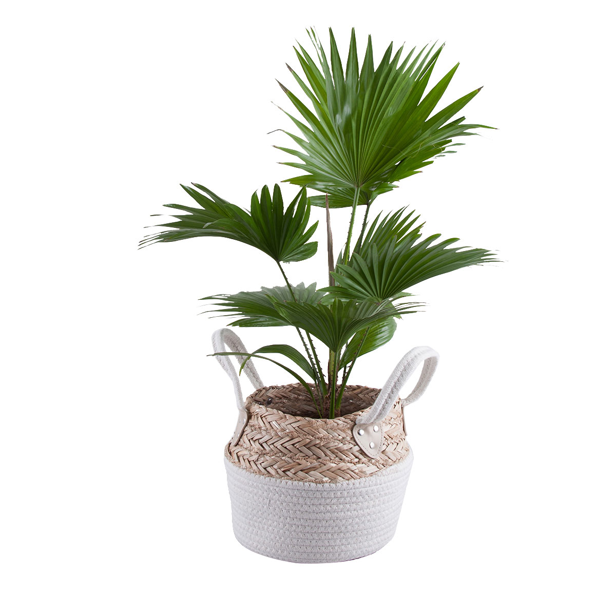 Green Plant In Woven Basket - Delivery in Netherlands by GiftsForEurope